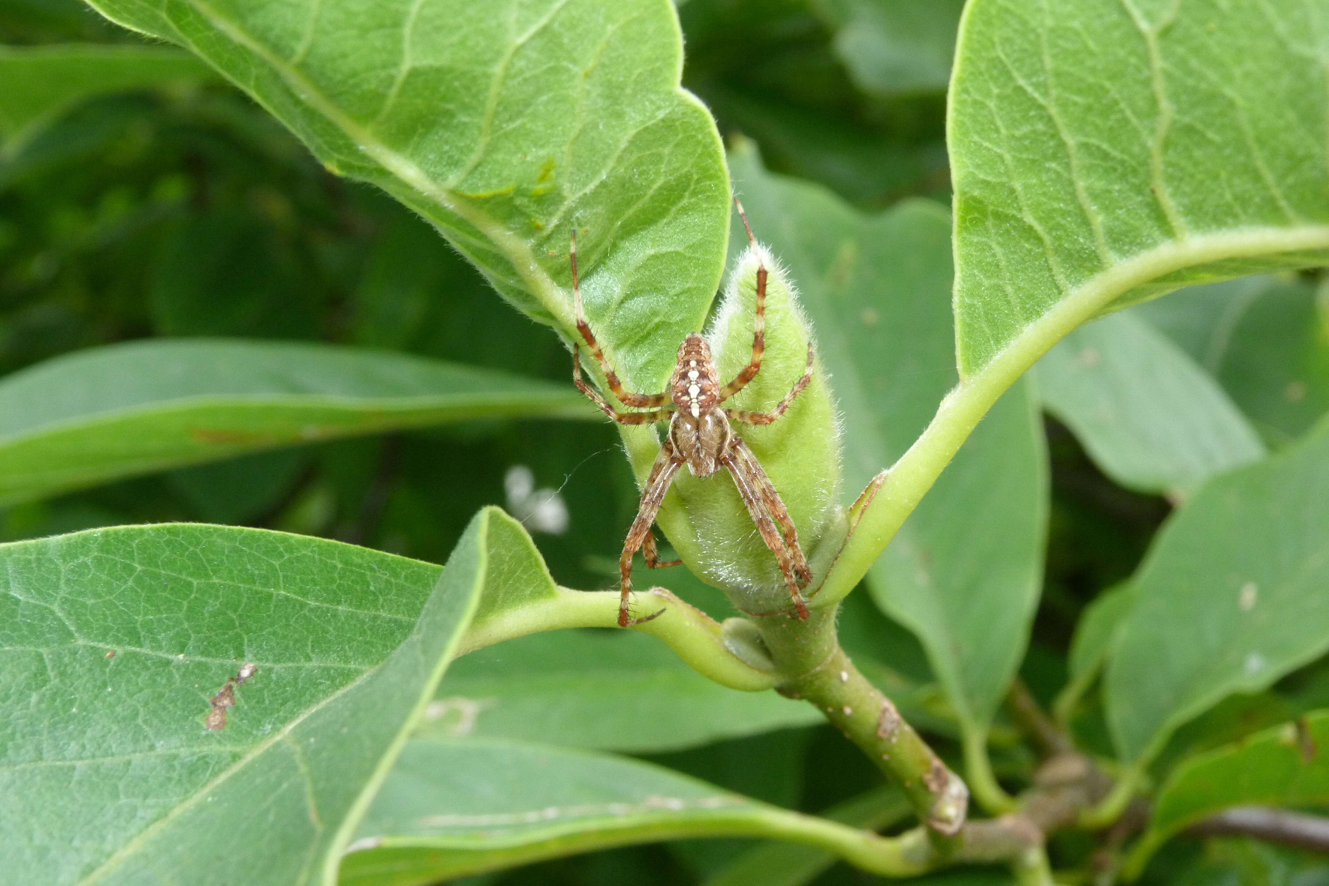 Image of Garden spider