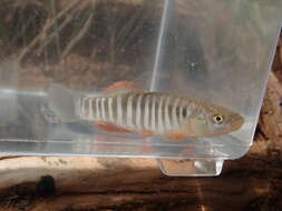 Image of Plains Killifish