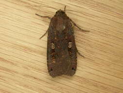 Image of Large Yellow Underwing