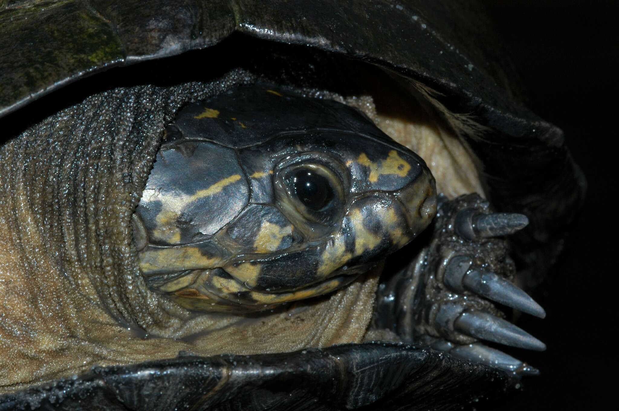 Image of Okavango Mud Turtle