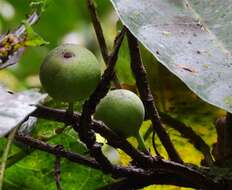 Слика од Ficus copiosa Steud.