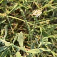 Image of Euploca ovalifolia (Forsk.) Diane & Hilger