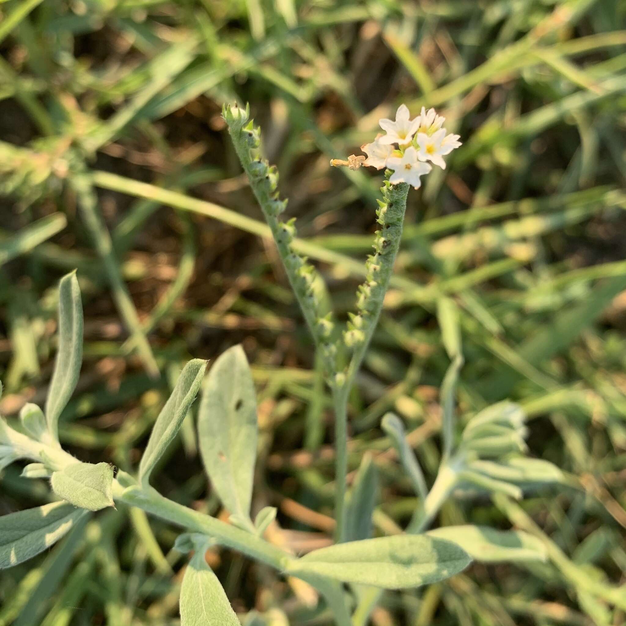 Image of Euploca ovalifolia (Forsk.) Diane & Hilger