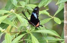 Слика од Parides gundlachianus (Felder & Felder 1864)