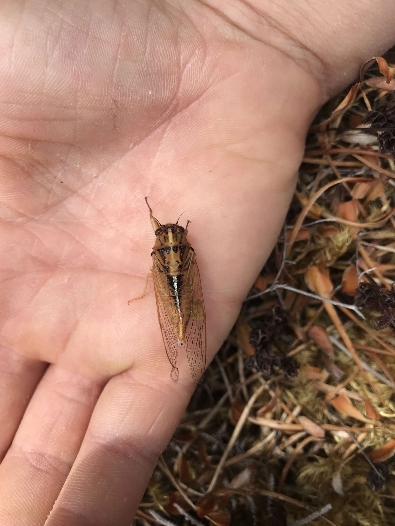 Image of Chatham Island cicada