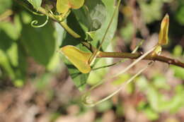 Image of Smilax aspericaulis Wall. ex A. DC.