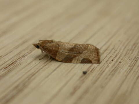 Image of barred fruit-tree tortrix