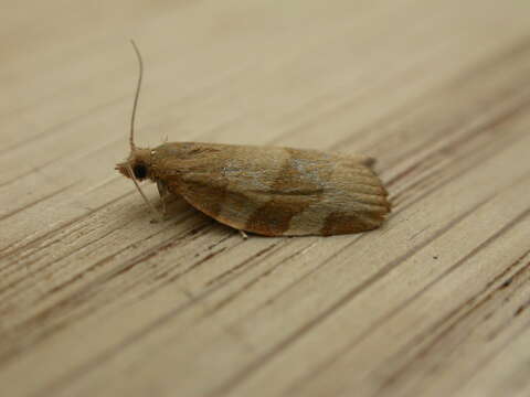 Image of barred fruit-tree tortrix