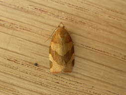 Image of barred fruit-tree tortrix