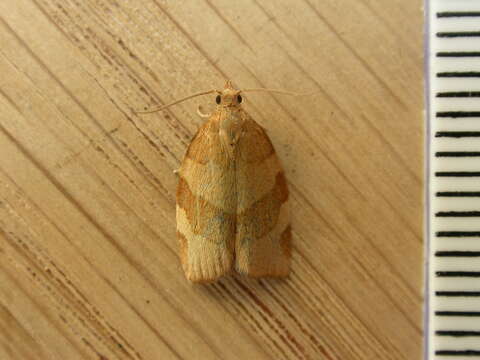 Image of barred fruit-tree tortrix