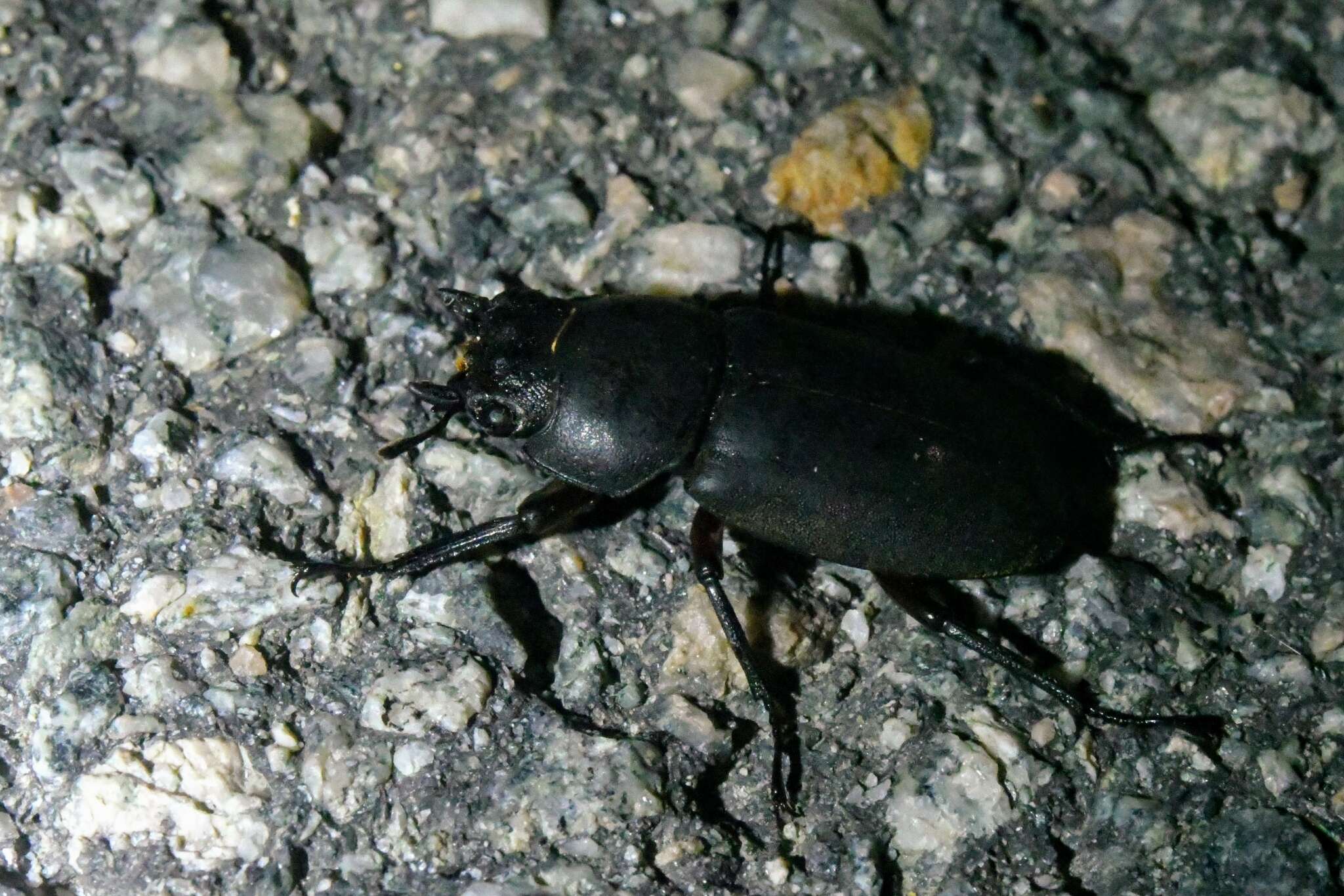 Image of Dorcus rubrofemoratus chenpengi (Li 1992)