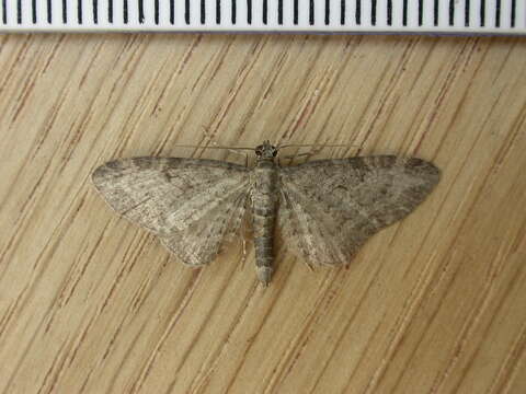 Eupithecia subfuscata Haworth 1890 resmi