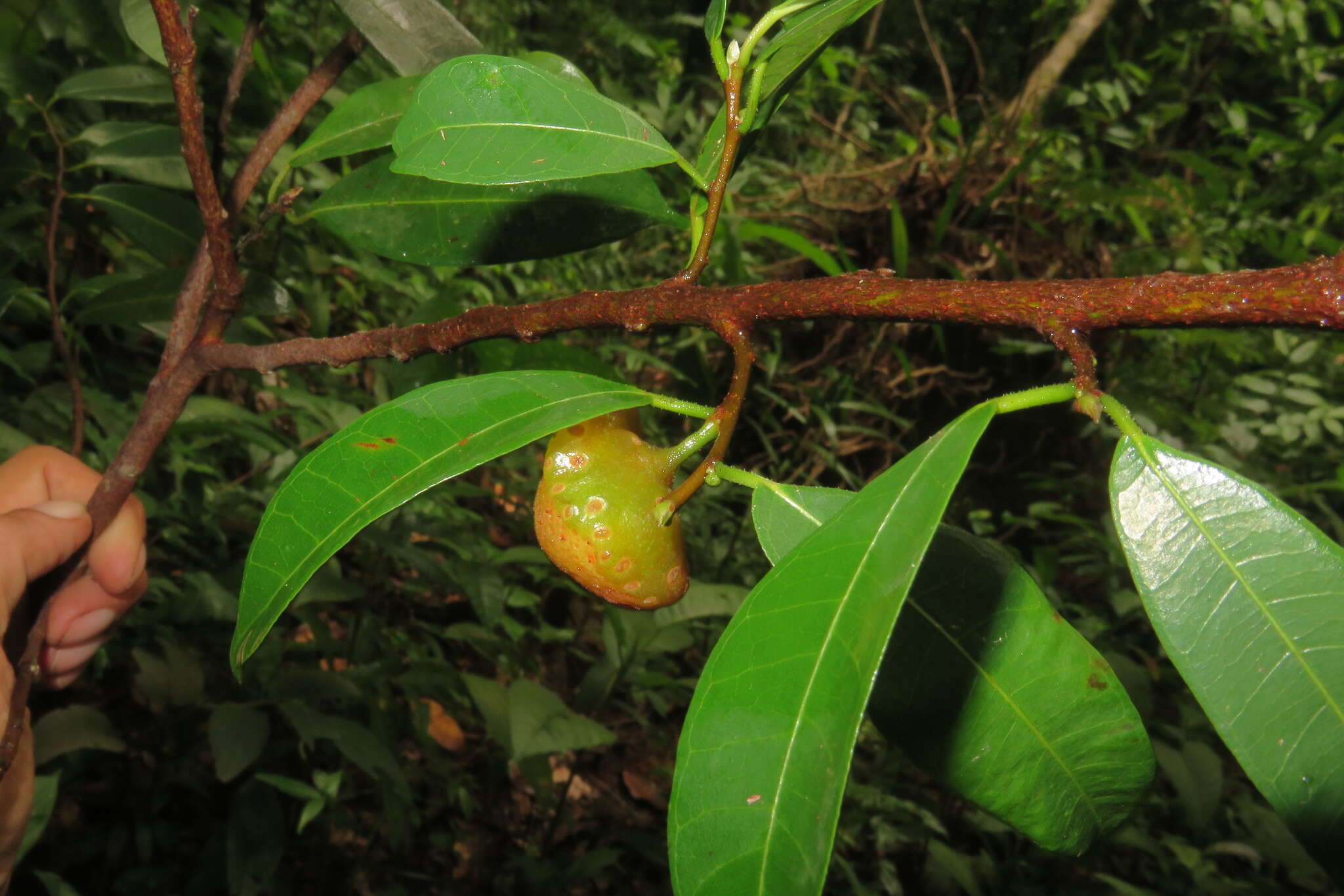 Image of Guiana brosimum