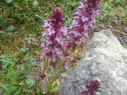 Image of whorled lousewort