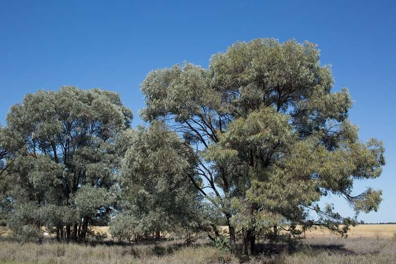 Image of Acacia harpophylla F. Muell. ex Benth.