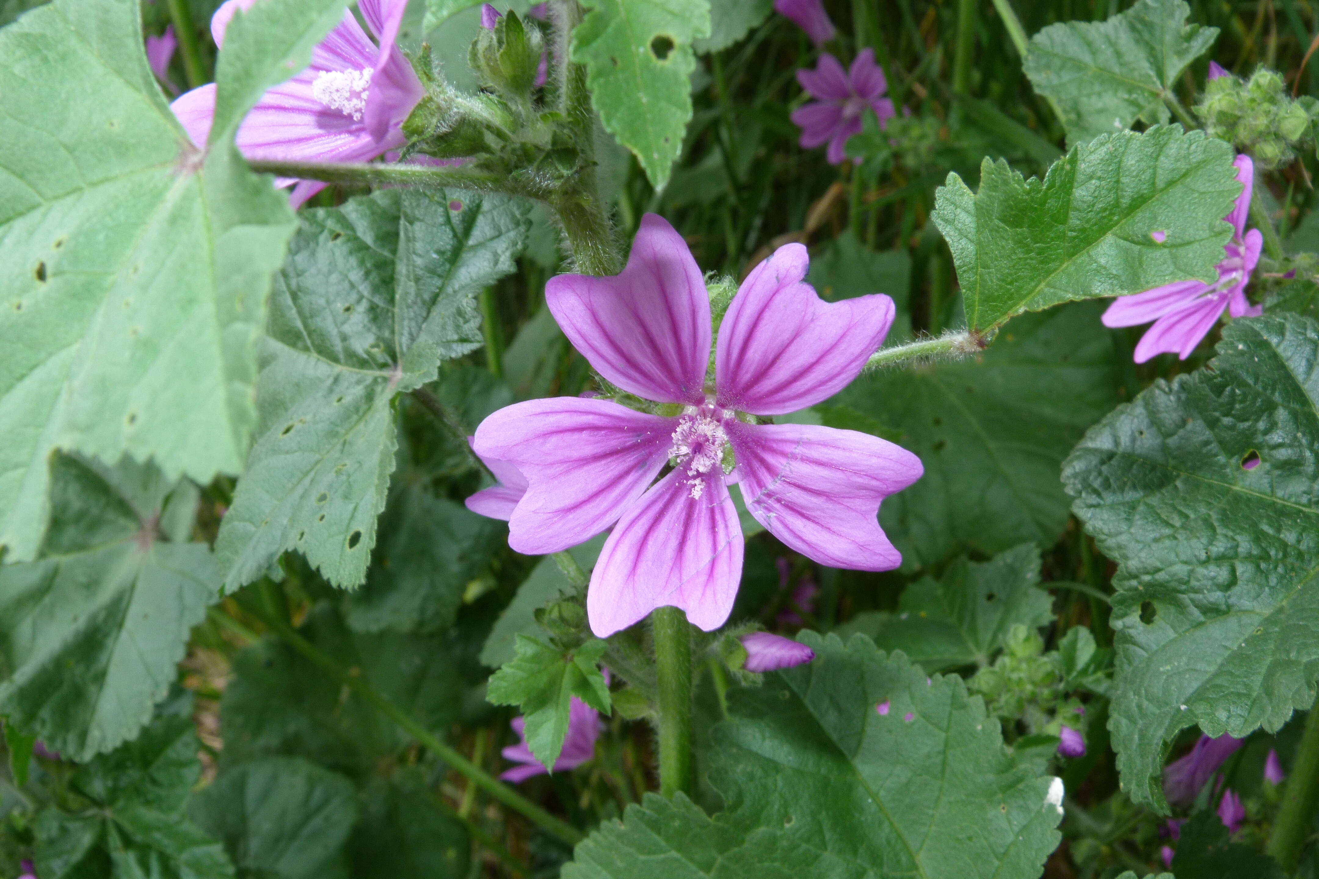 Image of high mallow