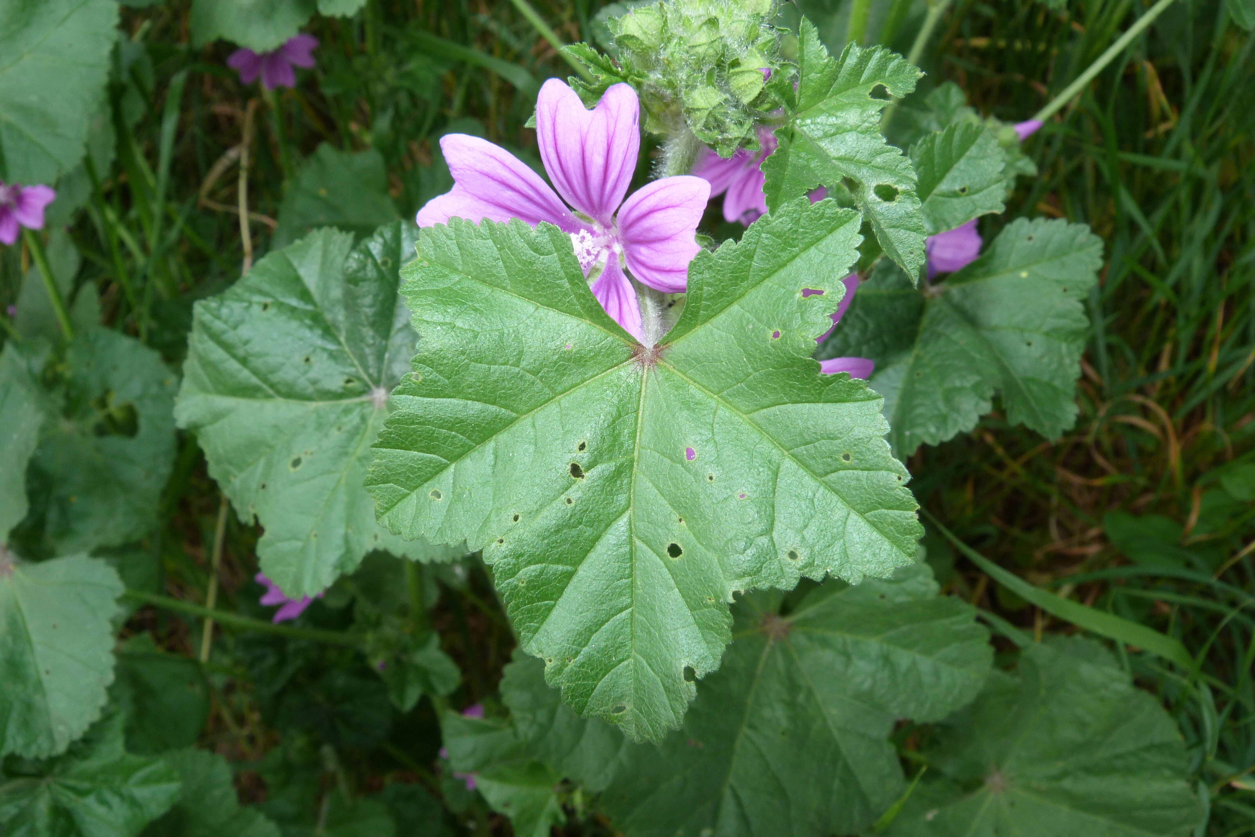 Image of high mallow