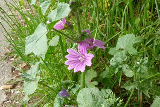 Image of high mallow