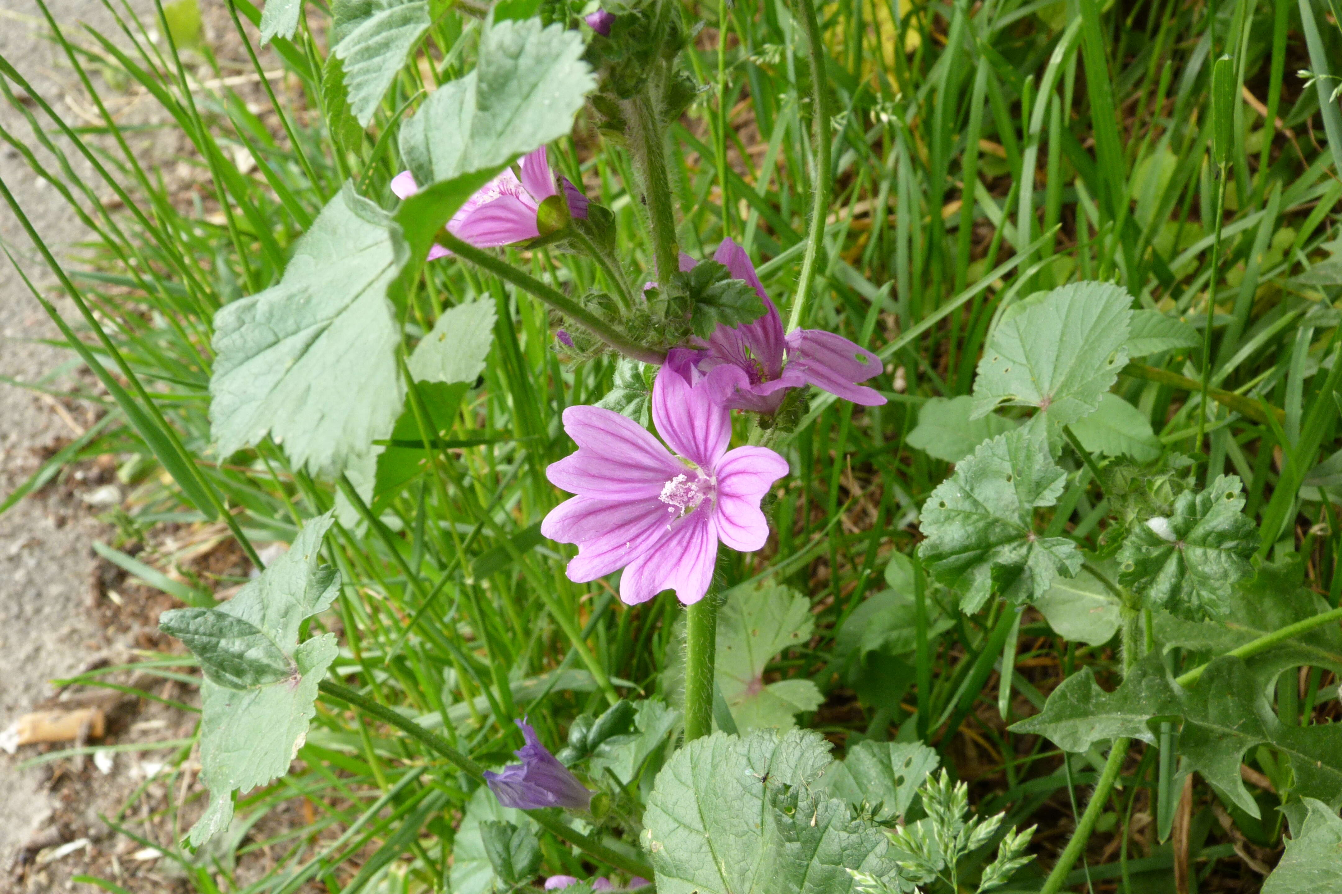 Image of high mallow