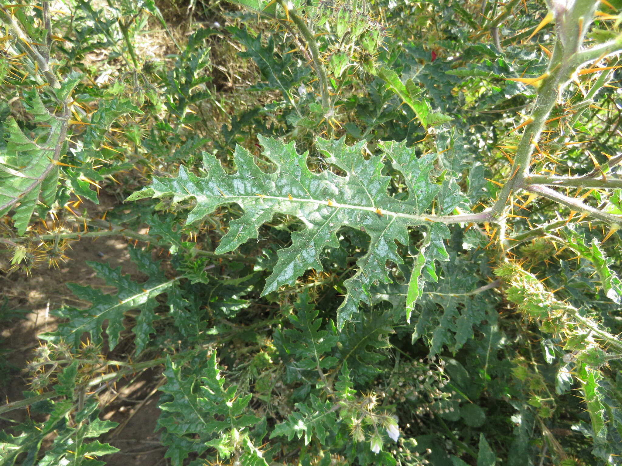 Image of sticky nightshade