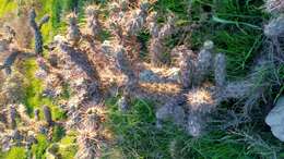 Image of coastal cholla