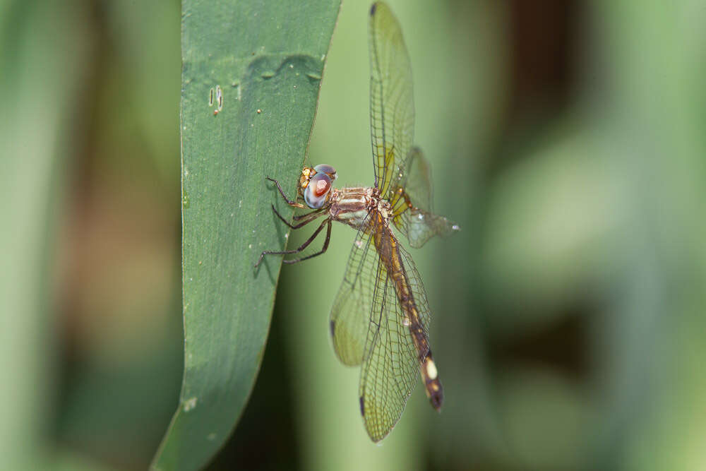 Image of Macrothemis ultima González 1992