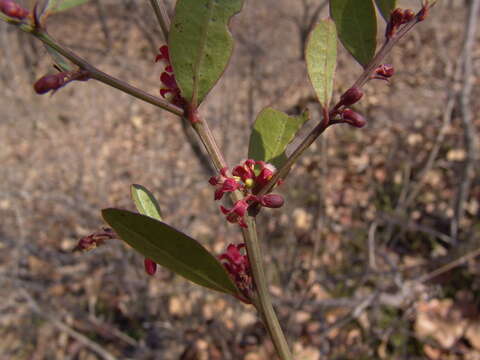 Imagem de Ximenia parviflora Benth.