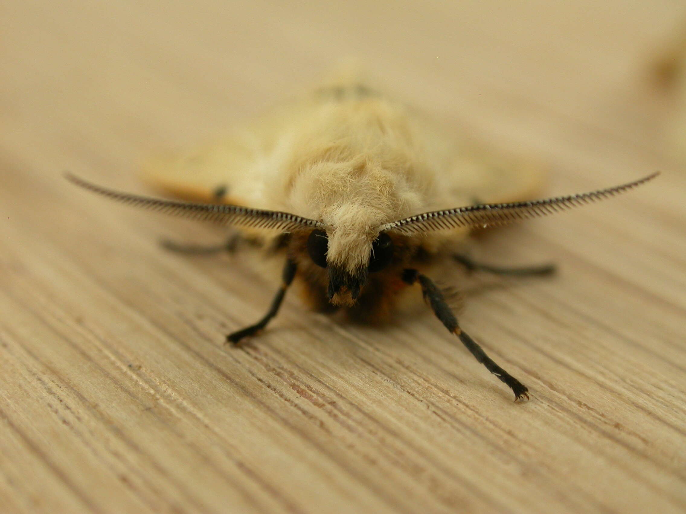 Spilosoma lutea Hüfnagel 1766 resmi