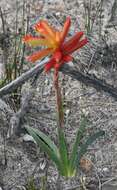 Image of Anigozanthos humilis Lindl.