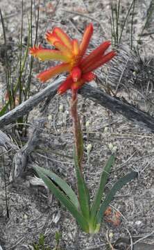 Image of Anigozanthos humilis Lindl.