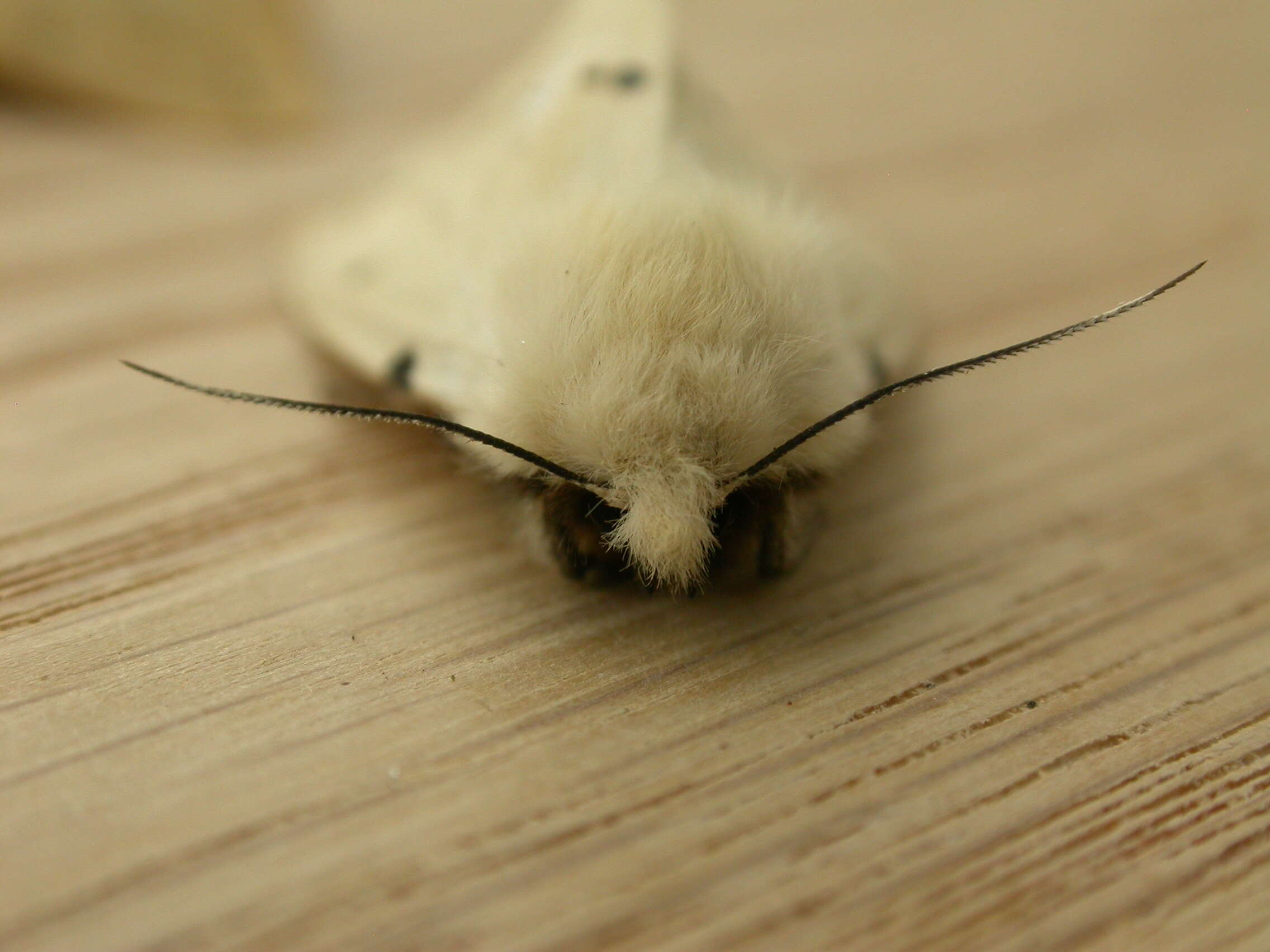 Image of Spilosoma lutea Hüfnagel 1766