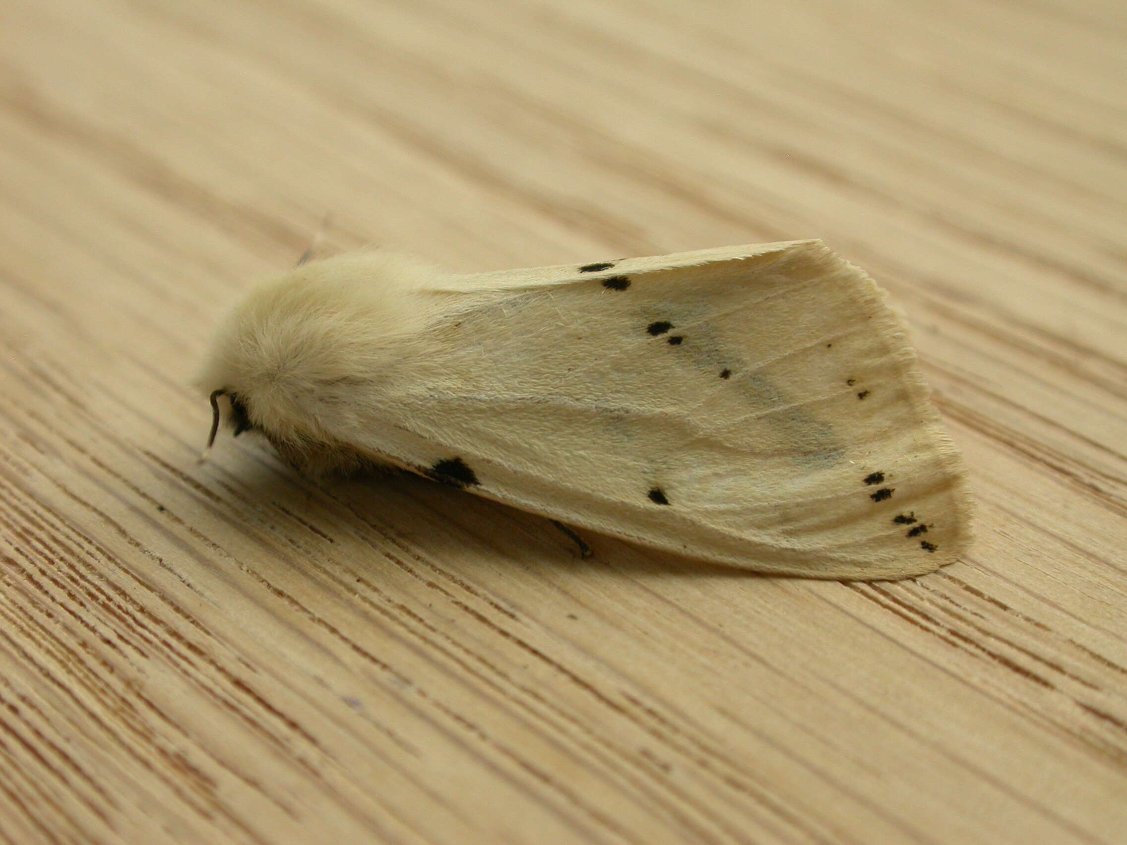 Image of Spilosoma lutea Hüfnagel 1766