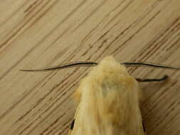 Image of Spilosoma lutea Hüfnagel 1766