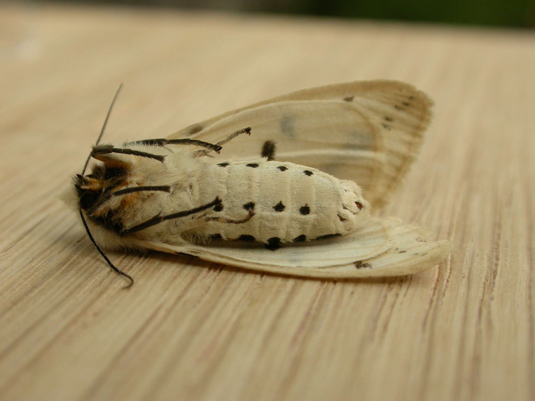 Image of Spilosoma lutea Hüfnagel 1766