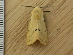 Spilosoma lutea Hüfnagel 1766 resmi