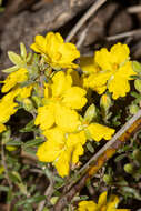 Plancia ëd Hibbertia australis N. A. Wakefield