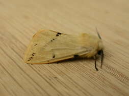 Image of Spilosoma lutea Hüfnagel 1766