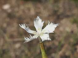 صورة Dianthus awaricus Charadze