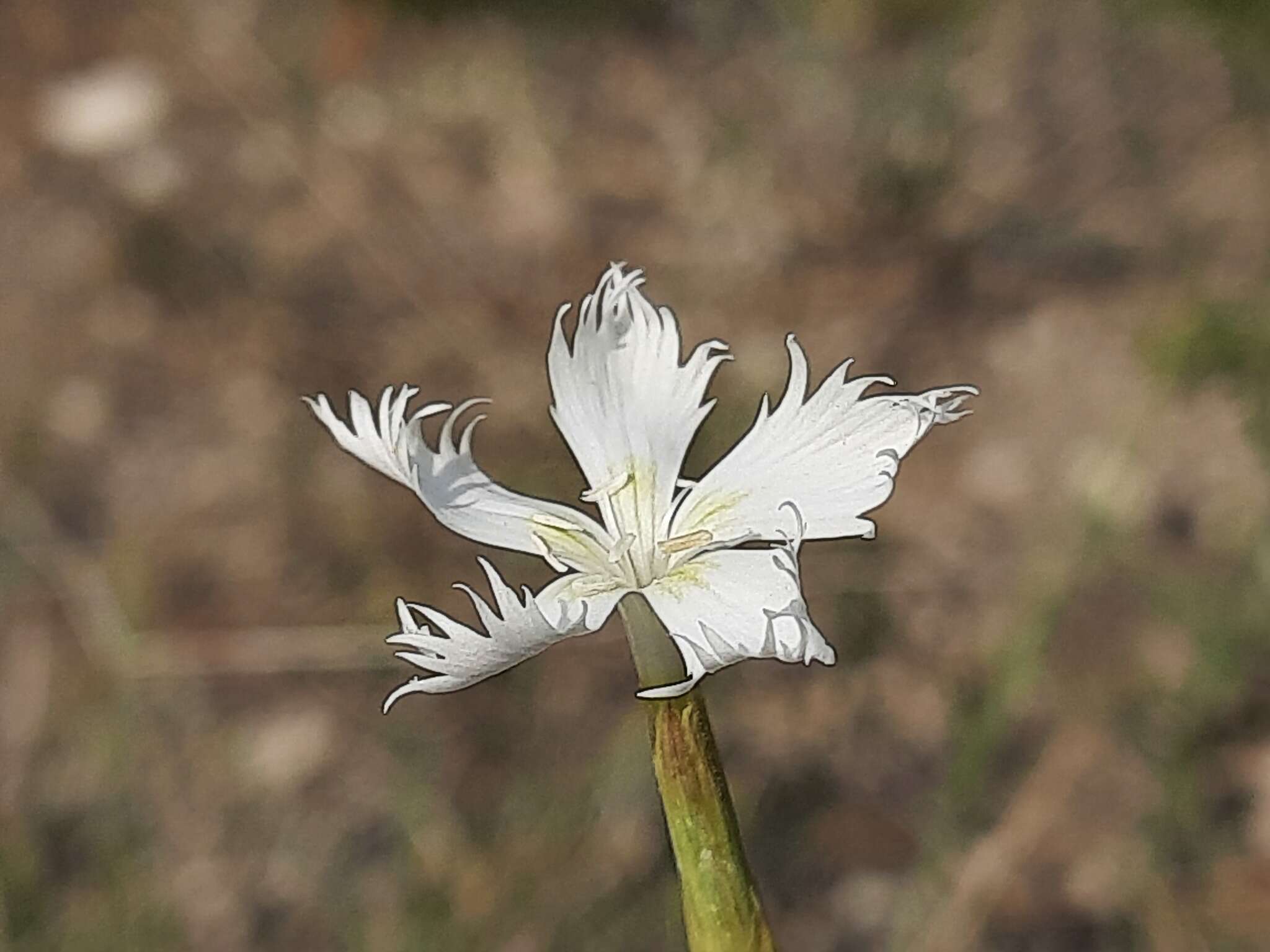 Image of Dianthus awaricus Charadze