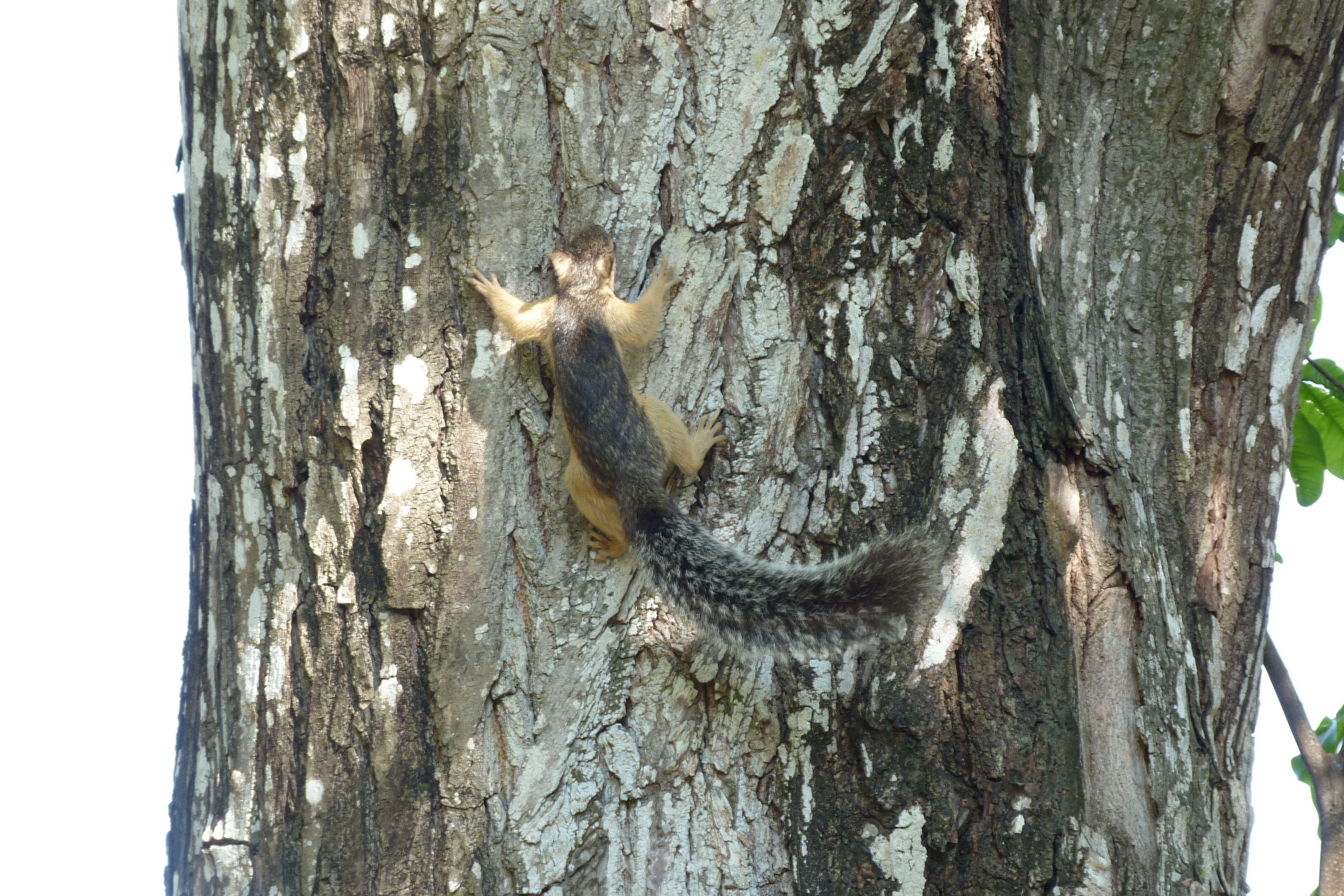 Image of Variegated Squirrel