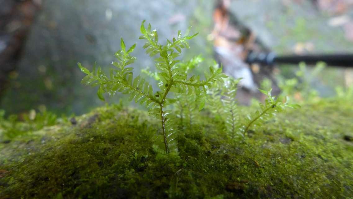 Image of Plagiochila fordiana Steph.