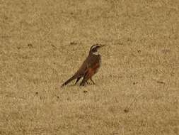 Image of Dusky Thrush