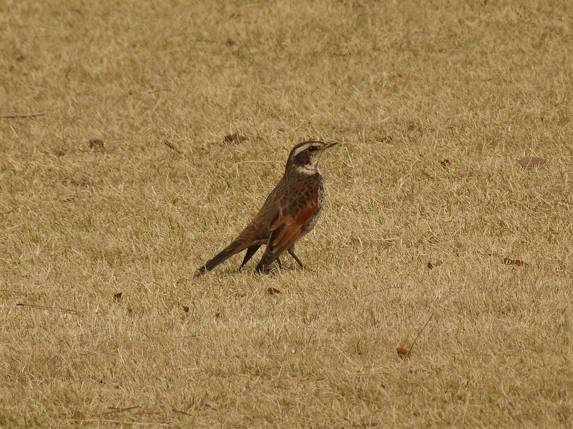 Image of Dusky Thrush