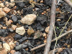 Image of Asian Grizzled Skipper