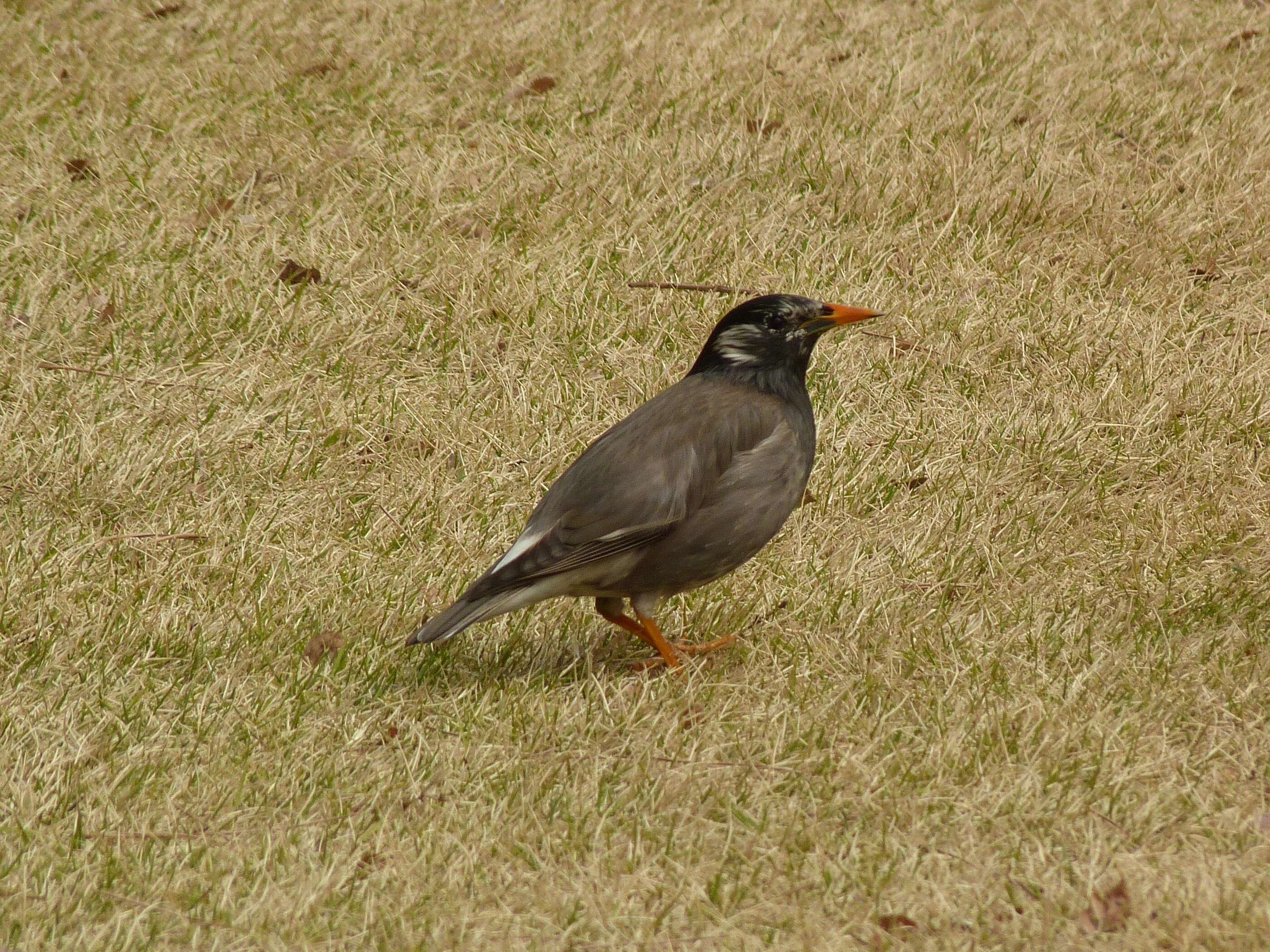 Image of White-cheeked Starling