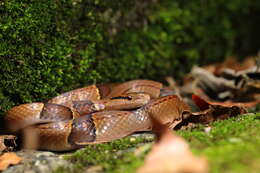 Plancia ëd Oreocryptophis porphyraceus kawakamii (Oshima 1911)