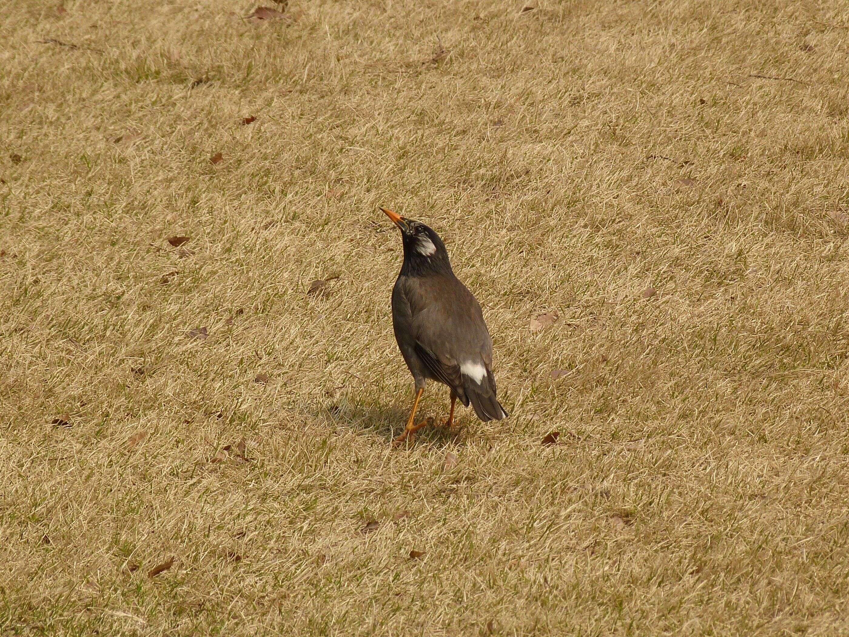Image of White-cheeked Starling