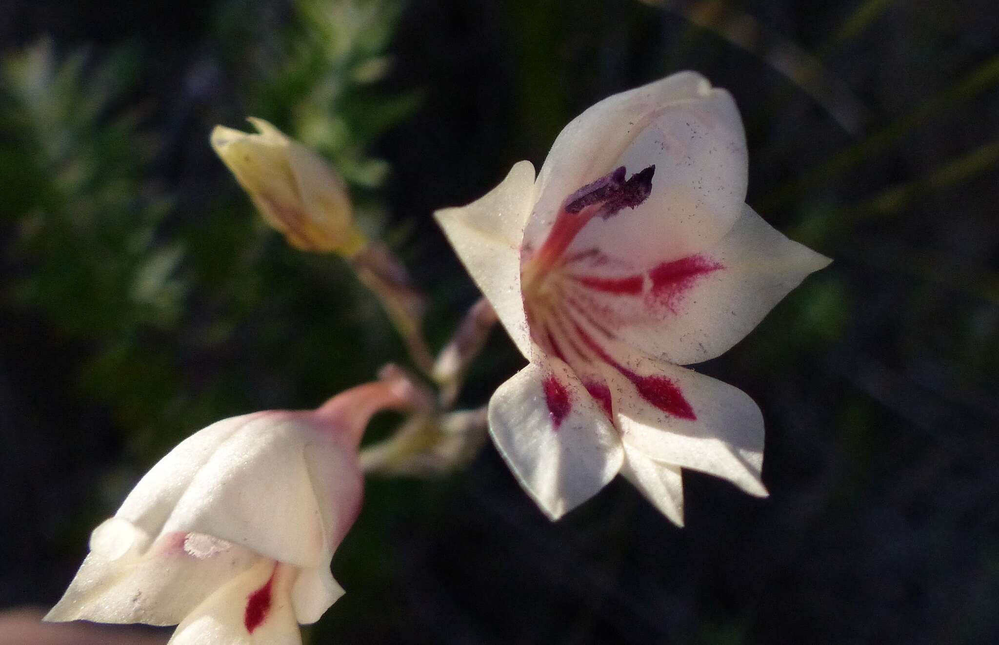 Image of Gladiolus engysiphon G. J. Lewis