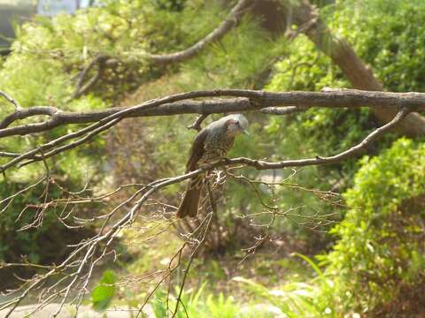 Image of Brown-eared Bulbul