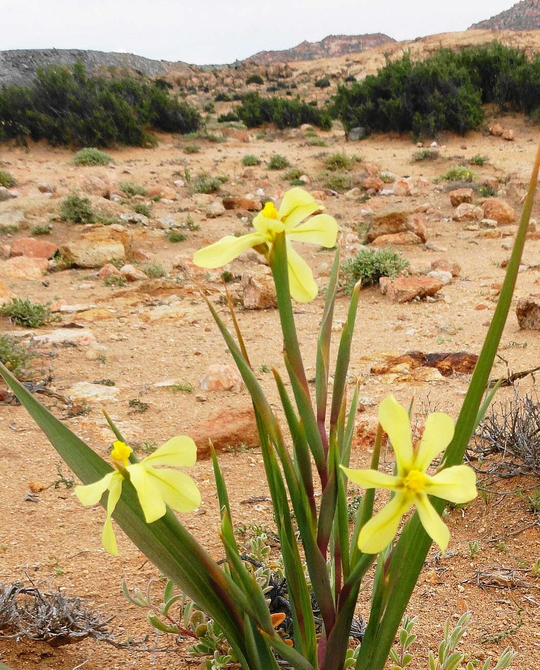 Image of Moraea schlechteri (L. Bolus) Goldblatt